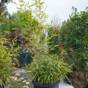 Bambu Ağacı