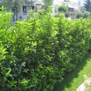 Kartopu Çit Bitkisi Viburnum Lucidum