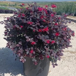 Loropetalum