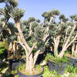 Zeytin